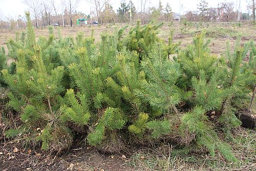 Фото Информотдел Администрации Абакана